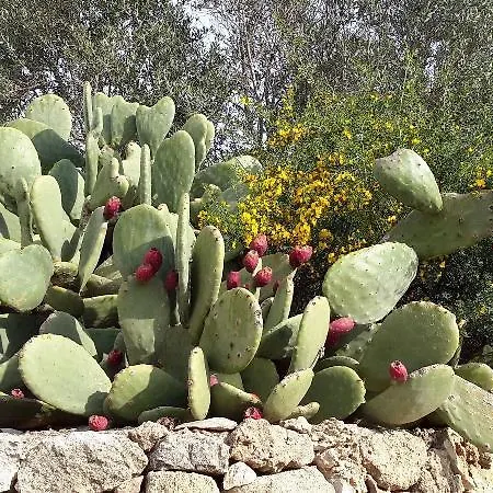 Masseria L'antico Frantoio 3* Gallipolli
