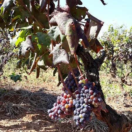 Masseria L'antico Frantoio מלון 3*
