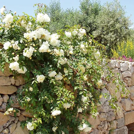 Masseria L'antico Frantoio מלון 3*