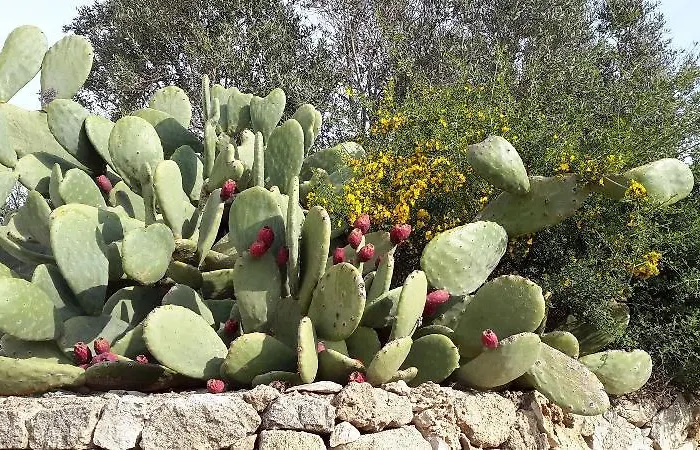 Masseria L'antico Frantoio 3* Gallipoli