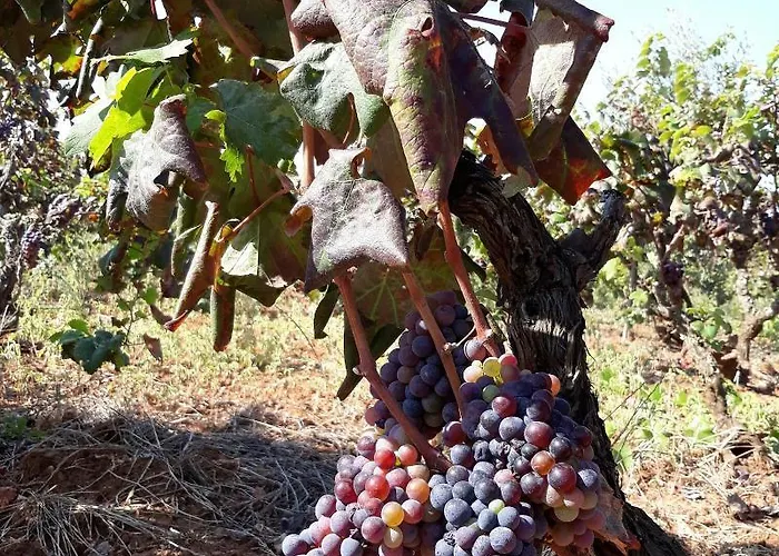 Masseria L'antico Frantoio Hotel 3*